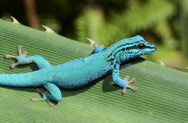 Verband der Zoologischen Gärten (VdZ): Kleiner Kletterkünstler mit großer Aufmerksamkeit: Der Gecko wird Zootier des Jahres
