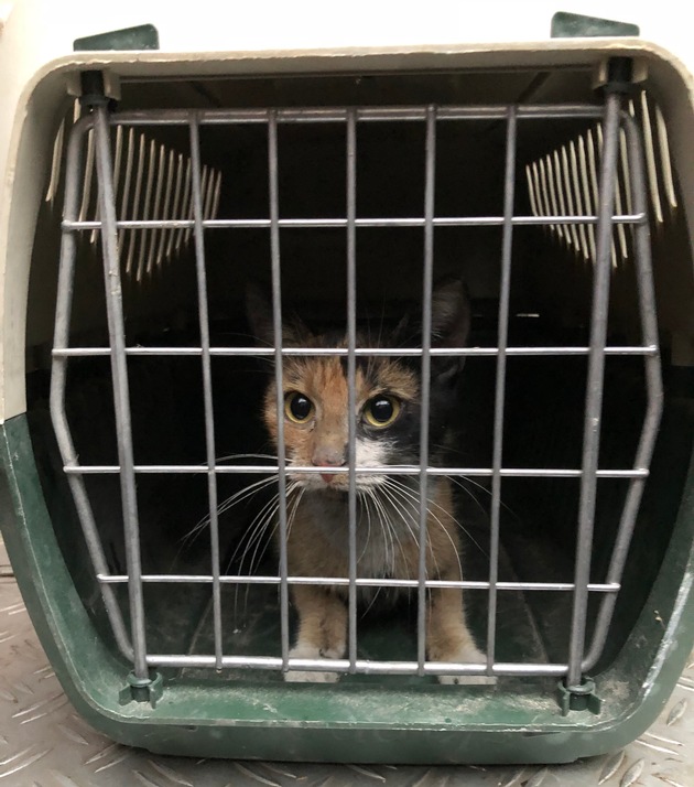 FW-GE: Seltsame Geräusche in Wand führen zu eingeschlossener Katze / Feuerwehr befreit Katze aus stillgelegtem Kamin