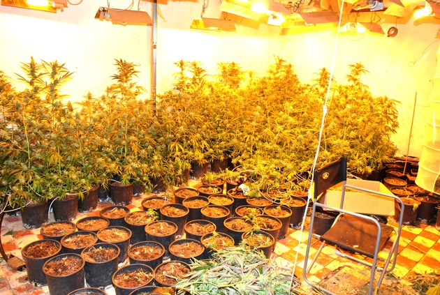 POL-REK: Cannabisplantage aufgedeckt- Erftstadt