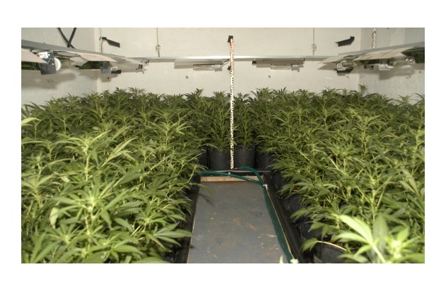 POL-REK: Cannabisgroßplantage entdeckt - Kerpen-Horrem