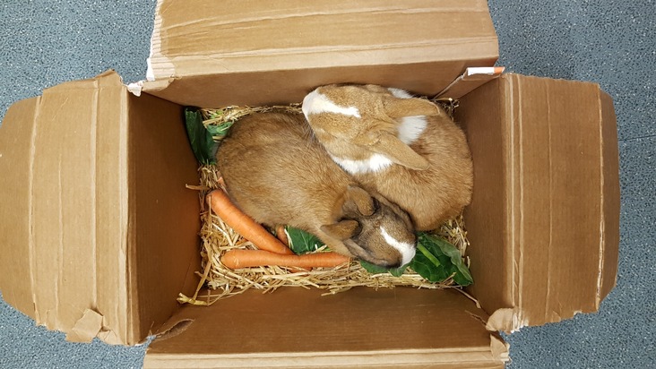 POL-DEL: Stadt Delmenhorst: Kaninchen ausgesetzt +++ Zeugen gesucht