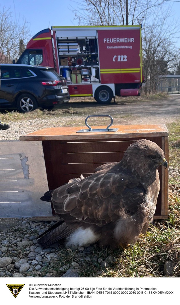 FW-M: Greifvogel hängt fest (Untermenzing)