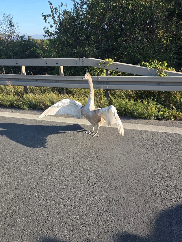 POL-H: Jungschwan auf der Autobahn 2: Polizei rettet gefiederten Ausreißer