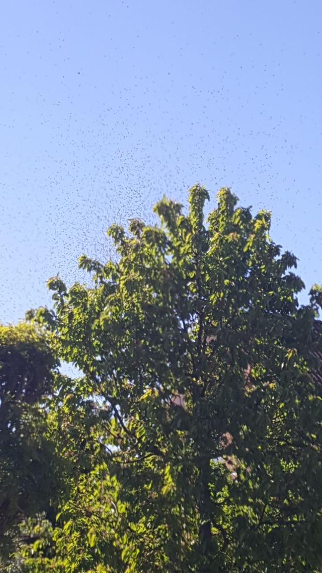 POL-NI: Bienenvolk lässt sich in Wohnsiedlung nieder