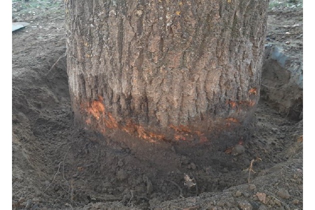 POL-BI: Unbekannte beschädigen Baum - Totalschaden auf Kinderspielplatz