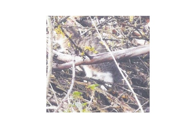 LPI-NDH: Katzenwelpen ausgesetzt - Polizei sucht Zeugen