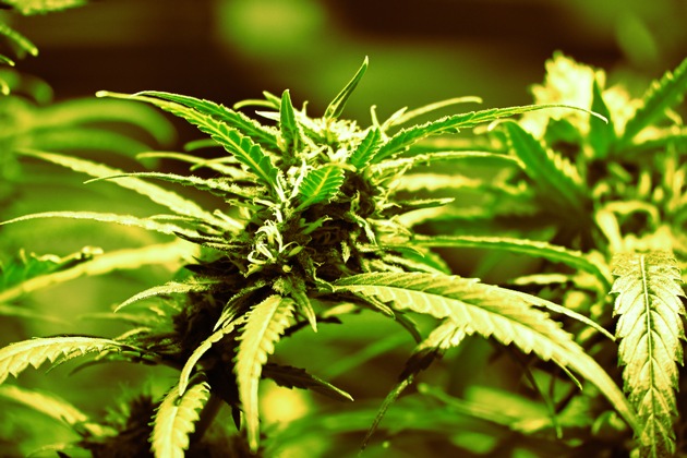 POL-MG: Durchsuchung im Stadtteil Geneicken: Etwa 900 Cannabis-Pflanzen beschlag-nahmt, zwei Tatverdächtige in Untersuchungshaft