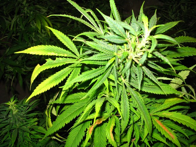 POL-STH: Cannabispflanzen nach Brand sichergestellt