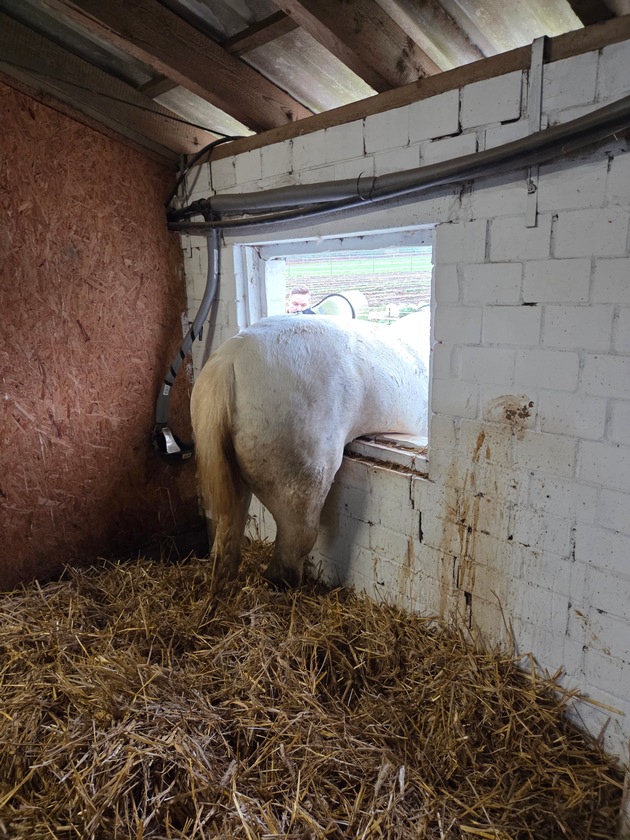 FW Datteln: Pferd "Pirat" versucht Flucht durch Stallfenster