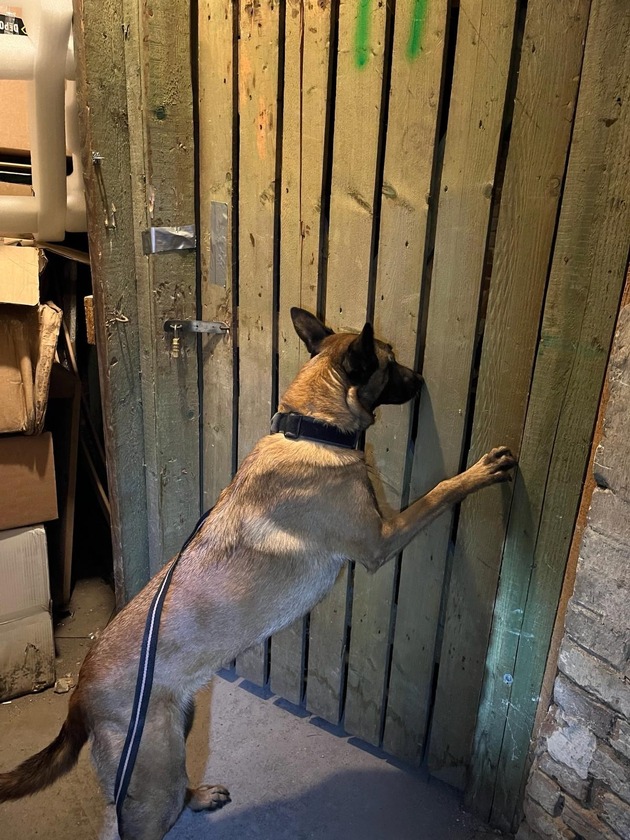 HZA-B: Zollhund findet 280 Kg Wasserpfeifentabak/ Verbundeinsatz von Zoll, LKA und Steuerfahndung