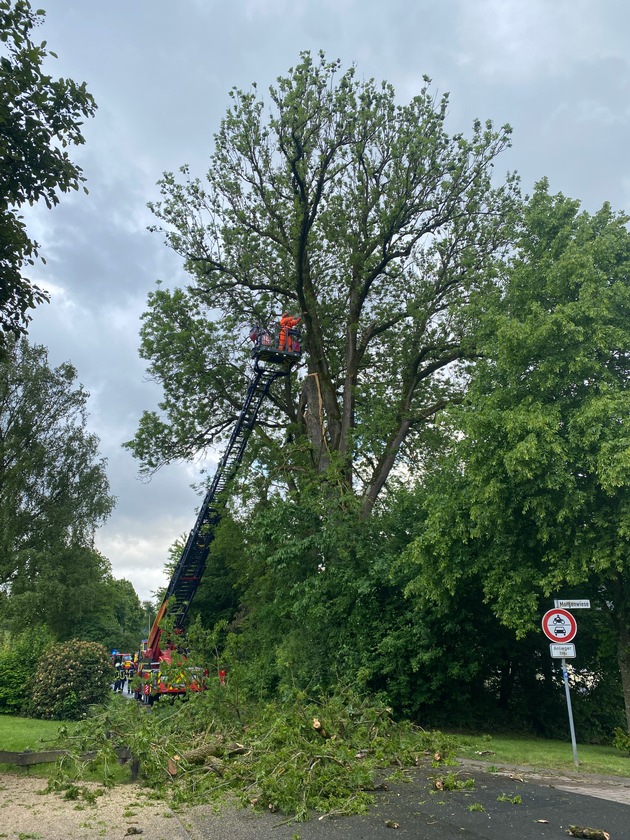 FF Olsberg: Feuerwehr Olsberg fällt über 100 Jahre alte Esche nach Blitzeinschlag