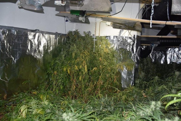 POL-W: W - Gemeinsame Presseerklärung der Staatsanwaltschaft und der Polizei: Weitere Schläge gegen den illegalen Anbau von Marihuanapflanzen