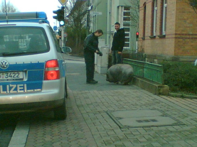 POL-GOE: (137/2007) Hängebauchschweindame auf Abwegen - FOTO im Anhang !