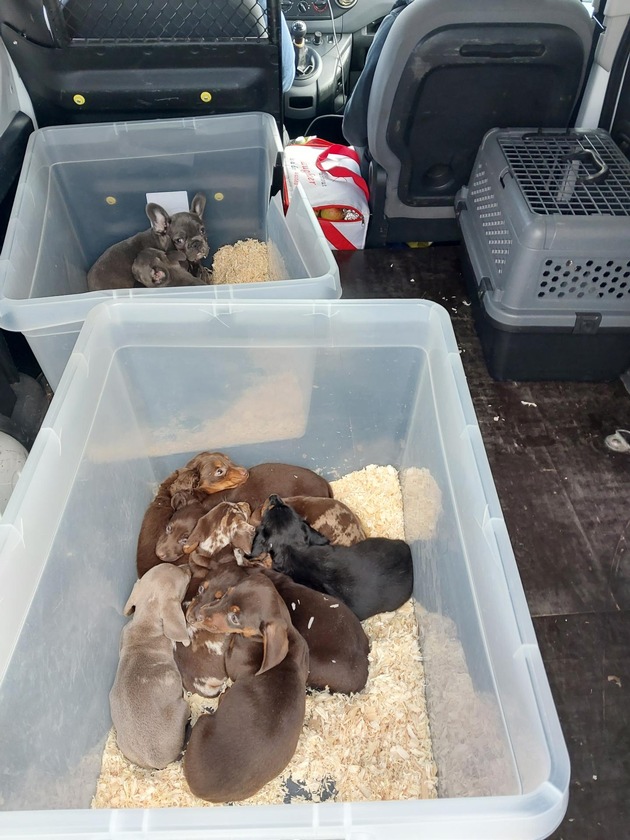 BPOLI LUD: Bundespolizei stoppt Transporter mit 13 Hunden an der Grenze
