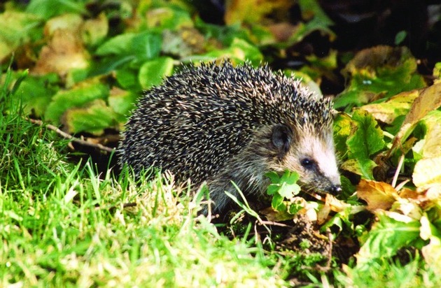 Erste Igel wachen auf - so können sie helfen