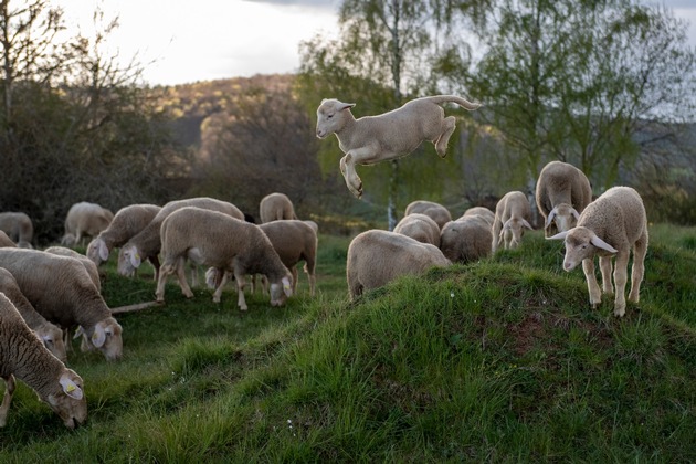 Plus de laine de moutons mérinos victimes du « Mulesing » sur le marché suisse