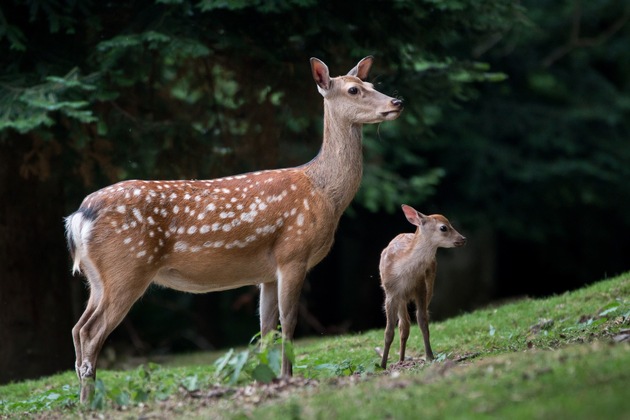 Pfingstferien in Tripsdrill