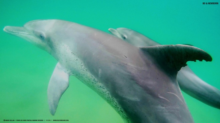 Muttertag - Auch Delfinmütter leisten Großartiges