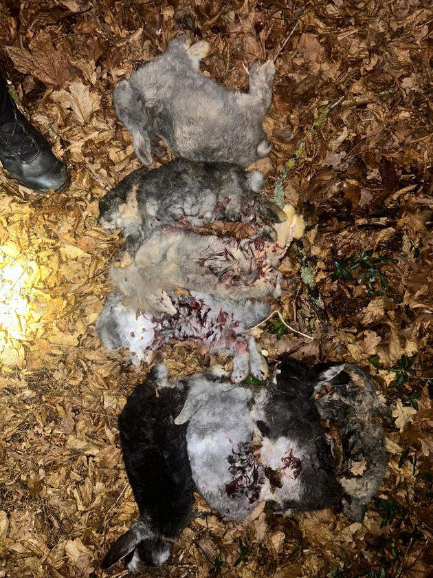 POL-SE: G&ouml;nnebek - Unbekannte legen tote Kaninchen im Schulwald ab - Polizei hofft auf Zeugenhinweise