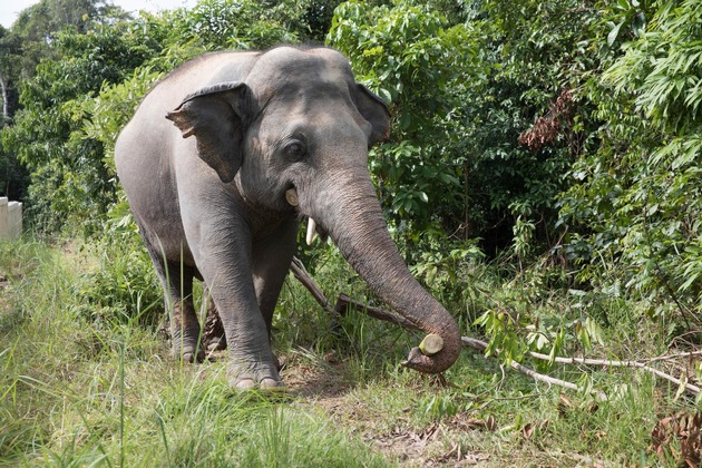 Plus jamais seul : un an après son sauvetage, l&#039;éléphant Kaavan vit entouré de ses congénères au Cambodge