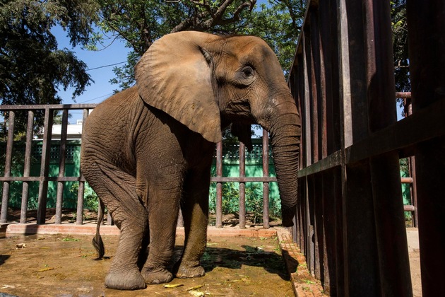 VIER PFOTEN in Pakistan: «Mit der richtigen Pflege ist Noor Jehans Genesung möglich»