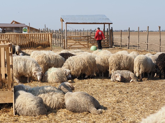 Nach Schiffsunglück mit 14&#039;000 toten Schafen: Neuer Bericht deckt schwere Mängel bei Lebendtiertransporten in Rumänien auf
