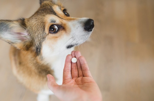 BPI Bundesverband der Pharmazeutischen Industrie: Tiergesundheit: Auf die richtigen Arzneimittel kommt es an