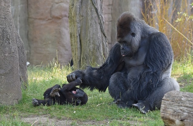 Verband der Zoologischen Gärten (VdZ): Welt ohne Affen / Zooverband warnt vor dramatischer Lage für Menschenaffen