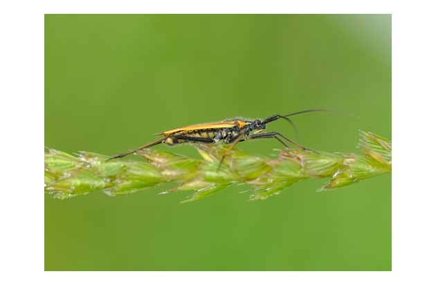 Neonikotinoide: Gefahr für Biodiversität höher als gedacht