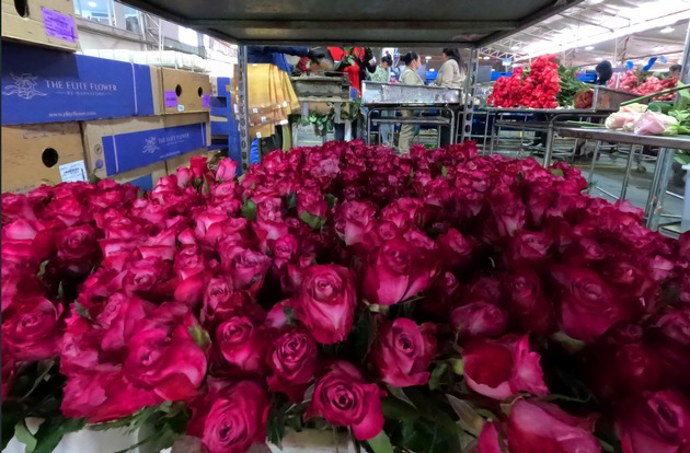 LATAM Airlines Group schließt historische Valentinstagssaison mit dem Transport von fast 25.000 Tonnen Blumen aus Ecuador und Kolumbien ab