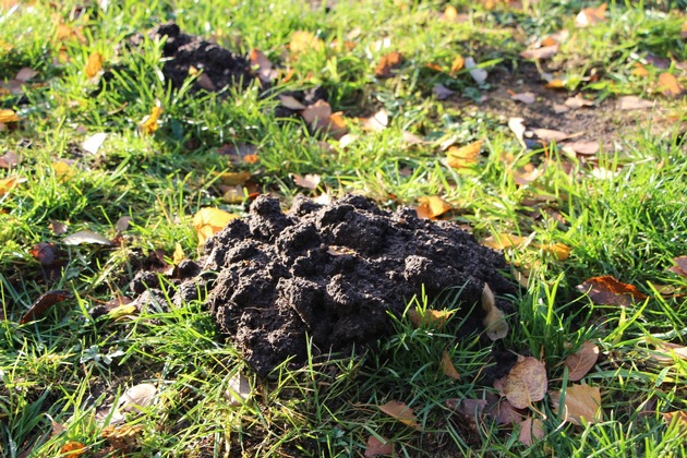 Les taupes, des alliées utiles dans le jardin