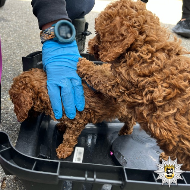 POL-FR: Aufmerksamer Zeuge ruft die Polizei - illegaler Welpenhandel gestoppt