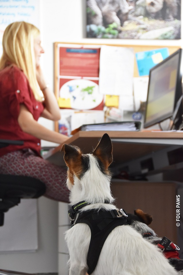 Dogs on board: auch am Arbeitsplatz zusammen