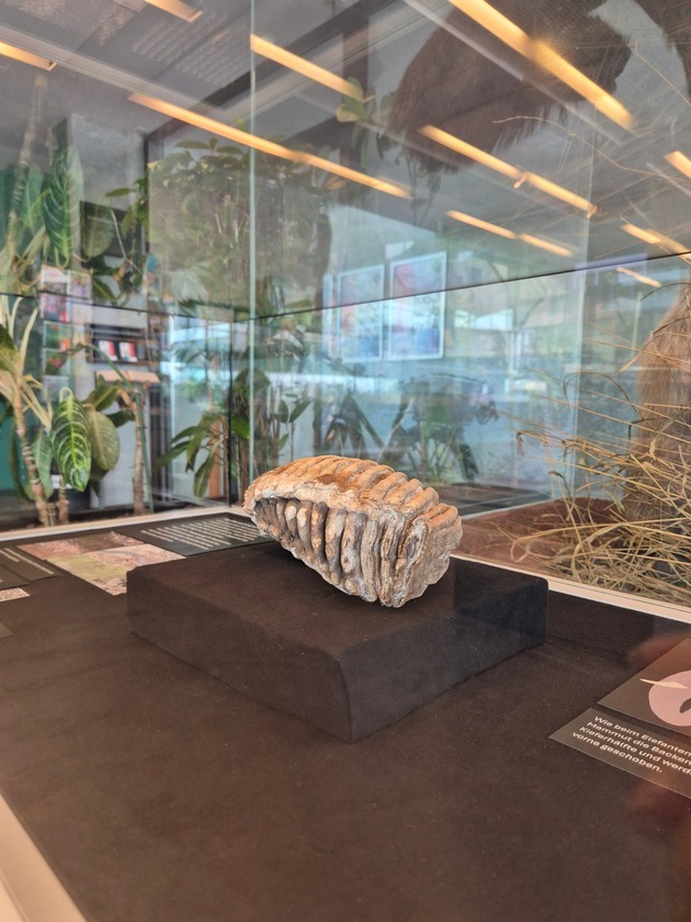 Sensationsfund aus Baden: Naturama zeigt Mammutzahn