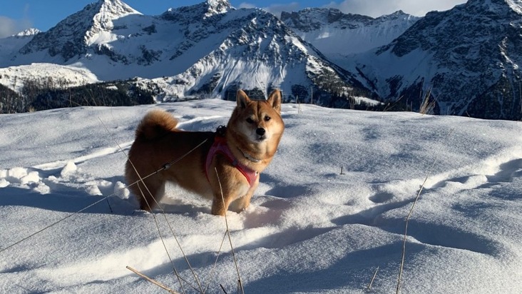 Pour de belles randonnée avec son chien en hiver