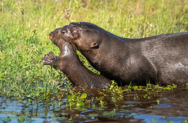 Verband der Zoologischen G&auml;rten (VdZ): Zoos setzen sich f&uuml;r bedrohte Feuchtgebiete ein / Zum Welttag der Feuchtgebiete am 2. Februar zeigen moderne Zoos, wie Artenschutz in Feuchtlebensr&auml;umen funktioniert