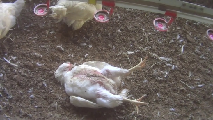 Fleischskandal bei Lidl weitet sich aus / Recherchen decken weitere Misshandlungen an Masthühnern auf