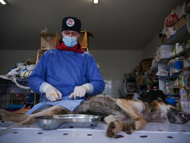 Ukraine: ​QUATRE PATTES traite et stérilise 140 chats et chiens dans l’un des plus grands refuges pour animaux de la région de Kiev