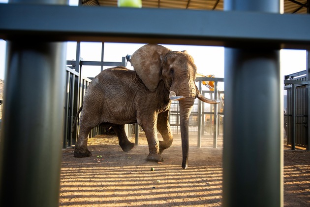 En Afrique du Sud, la liberté pour Charley l’éléphant