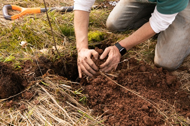 400.000 Bäume für den heimischen Wald - Krombacher Brauerei unterstützt Aufforstung und Schutz des Ökosystems in ihrer Heimatregion