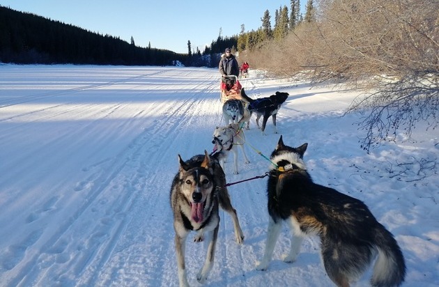 Experiment e.V.: Mit Experiment e.V. zu Kanadas Schlittenhunden reisen - Jetzt bis 31.10.2023 bewerben!