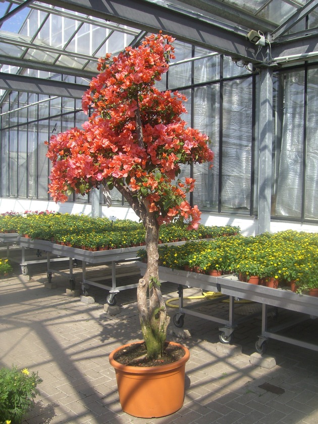 POL-HI: Zwölf Bougainvillea gestohlen. Gärtnereibetrieb setzt Belohnung aus.