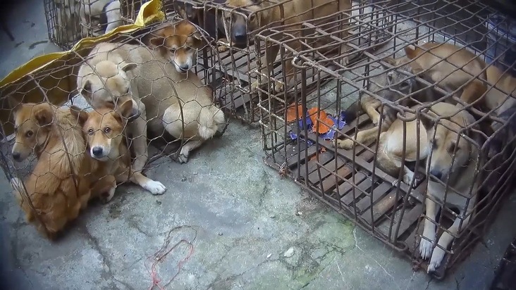 Nouveau rapport de QUATRE PATTES sur le commerce illégal de viande de chien et de chat au Vietnam