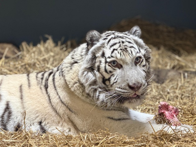PM: Zwei Wildkatzen entkommen dem Krieg &ndash; und finden mit Hilfe von DHL ein neues Zuhause / PR: Two Wildcats Escaped War. Now They&rsquo;re Safe &ndash; With a Little Help From DHL