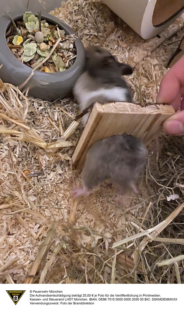 FW-M: Hamsterdame in Not (Bogenhausen)
