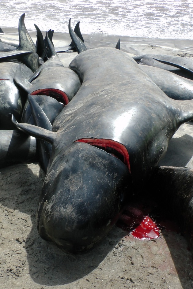 New scientific critique of the Faroe Island pilot whale hunt