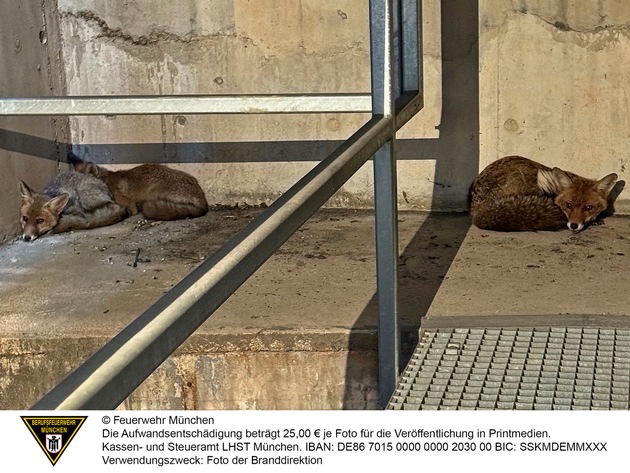 FW-M: Tierischer Auftritt (Olympiapark)