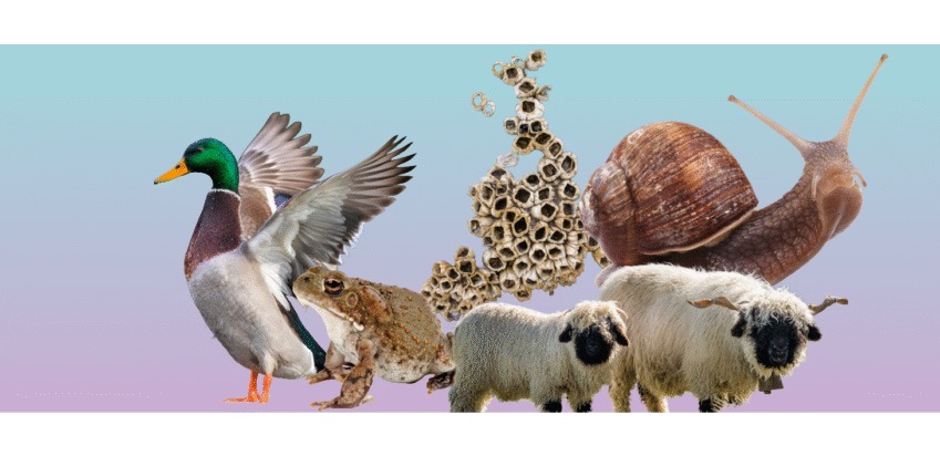 Führungen im Naturmuseum Solothurn: Einmal queer durch die Natur und einmal zum Huhn