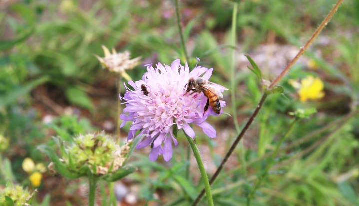 Berufsimkerbund räumt auf mit Fehlinformation: Wildbienen und Honigbienen sind keine Konkurrenz