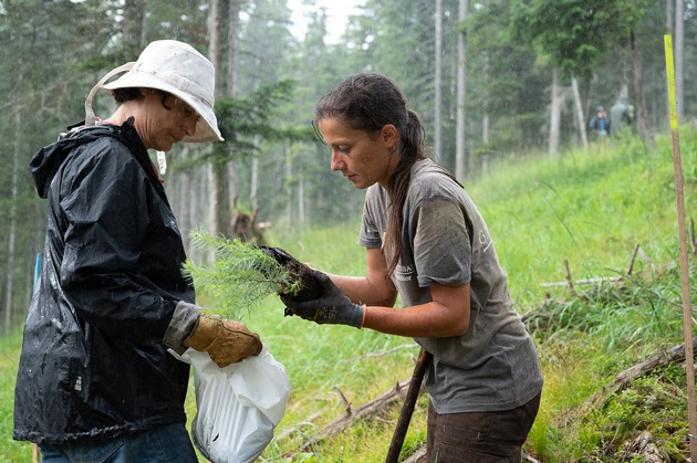 Freiwillige pflanzen mit dem Bergwaldprojekt e.V. 1100 standortheimische Bäume für einen stabilen Schutzwald in Bayrischzell